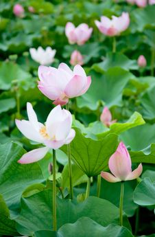 Lotus Stock Photos