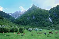 Cows In Mountain Royalty Free Stock Image