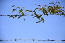 Leaf Barbed Wire Border Royalty Free Stock Photo Leaf Barbed Wire Border Royalty Free Stock Photo