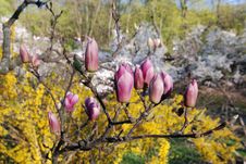 Pink Magnolia Stock Image Pink Magnolia Stock Image