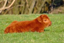 Cute Calf Of Highland Cattle Royalty Free Stock Image