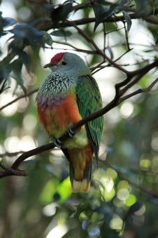 Tropical Bird At Taronga Zoo Stock Photography