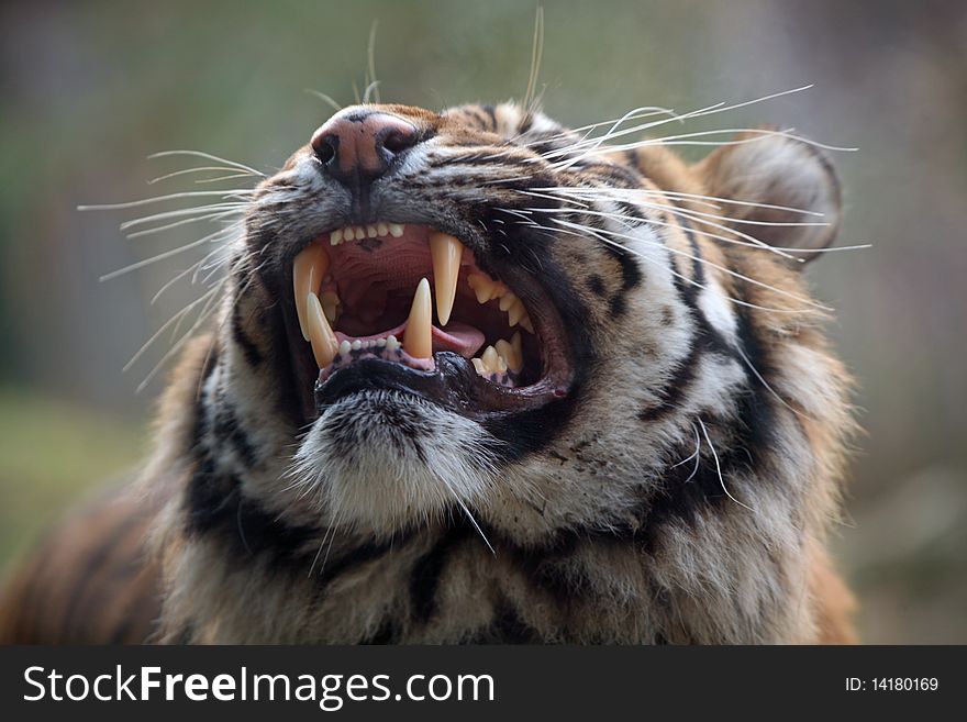 Young tiger roaring in the ZOO