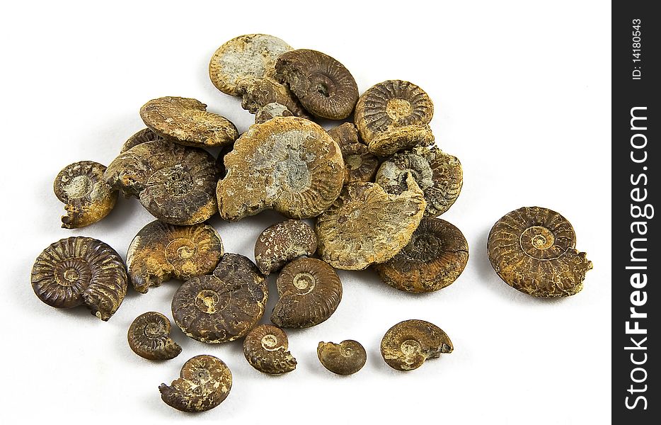 Fossilized ammonites isolated on a white background. Fossilized ammonites isolated on a white background