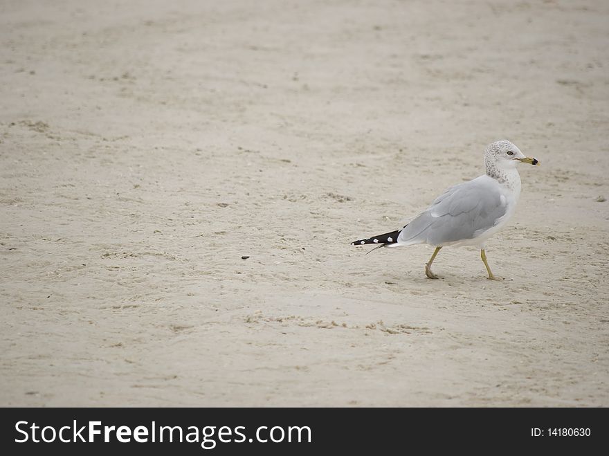 A seagull walks along the beach. A seagull walks along the beach.