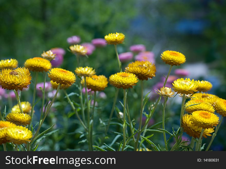 Yellow And Pink Straw Flowers