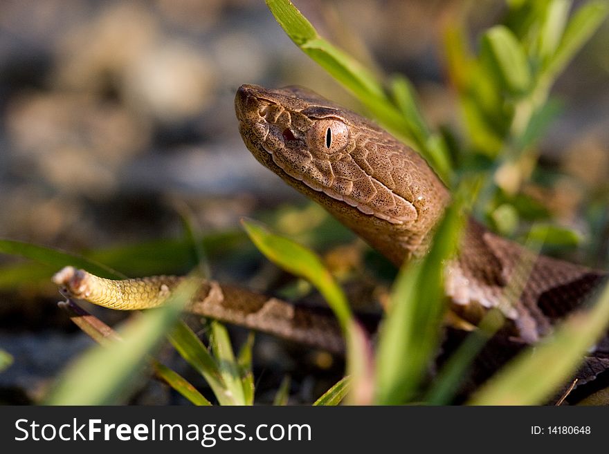 Young juvenile copperhead peeking from the grass.