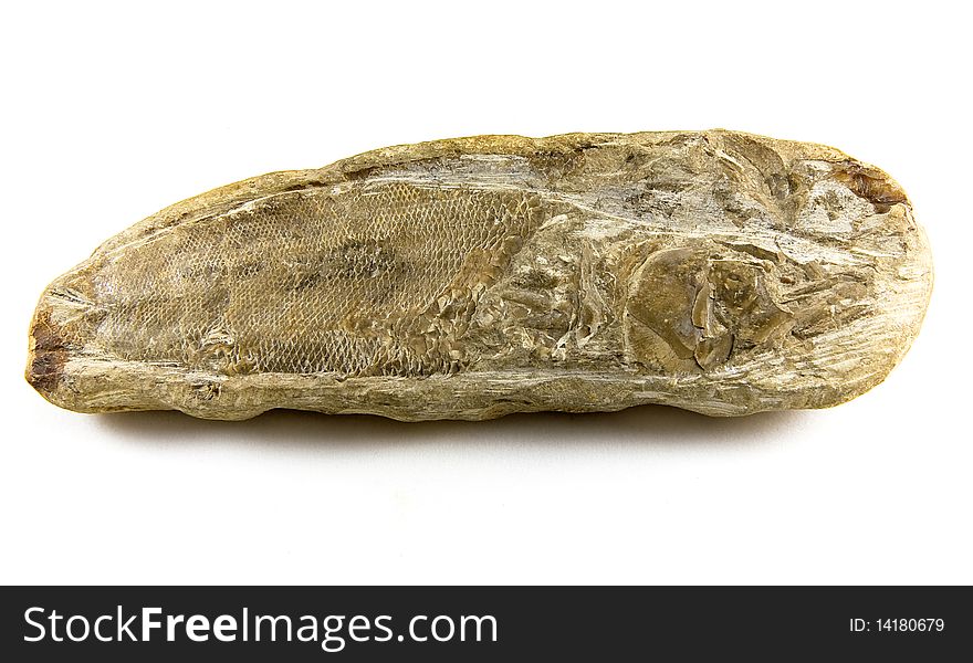 Fish fossil in rock isolated on white