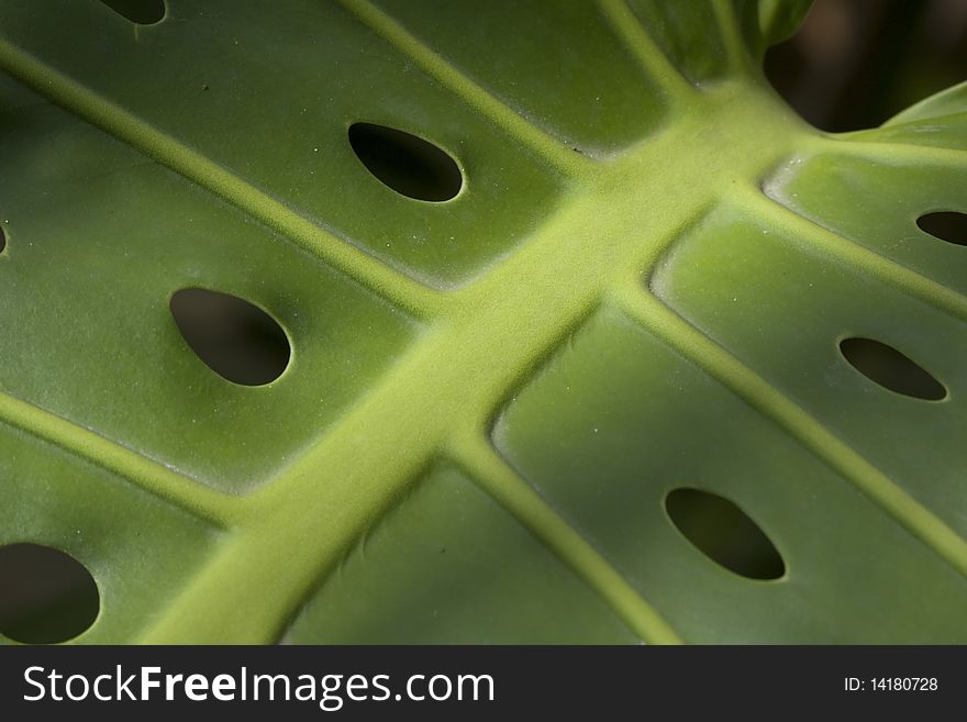 Large green jungle leaf with holes. Large green jungle leaf with holes