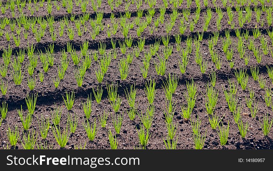 Young green onion plants planted in rows on a black ground