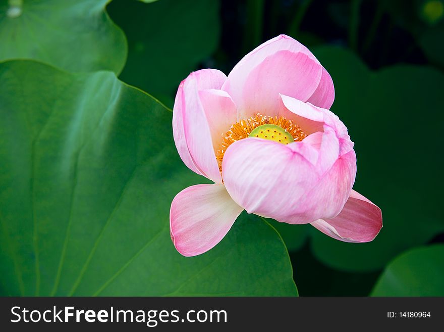 One pink lotus flower in the water among the green leaves
