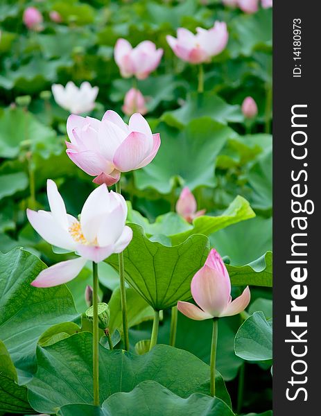 Many pink lotus flower in the water among the green leaves