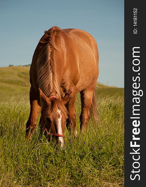 This Red Dun Quarterhorse is grazing in the hills.