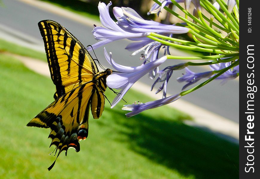 Yellow monarch feeding on a purple flower.