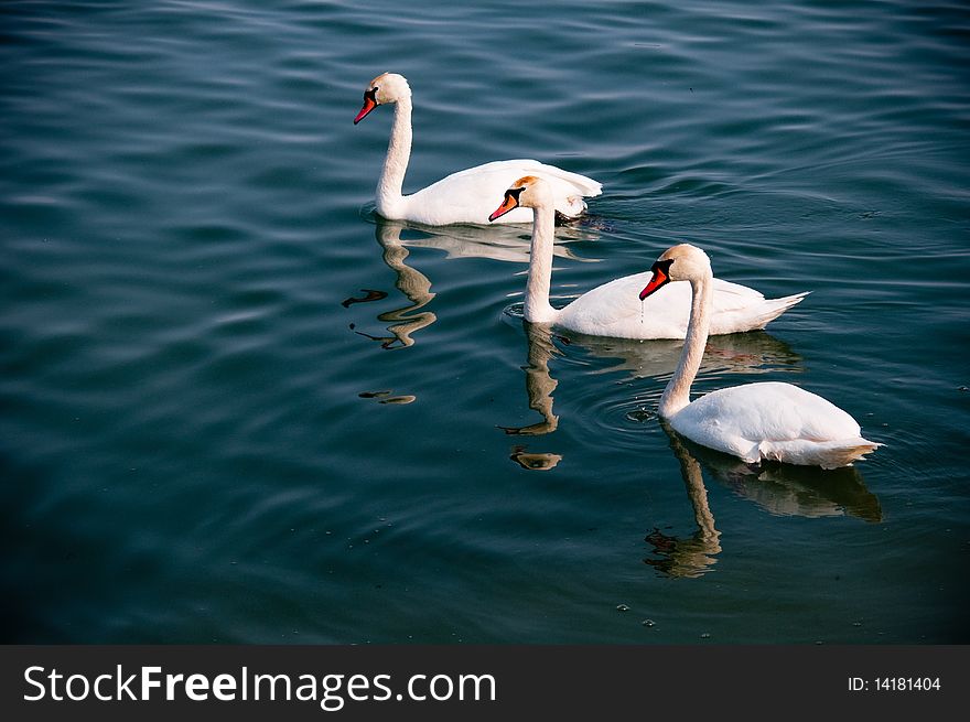 A swan at the Bistrita lake, Romania