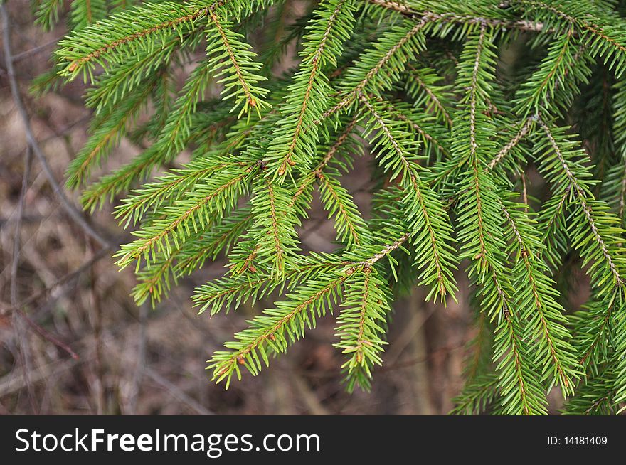 Close up of green fir branch in spring forest. Close up of green fir branch in spring forest