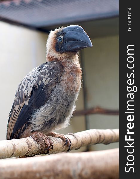 African Grey Hornbill on a tree