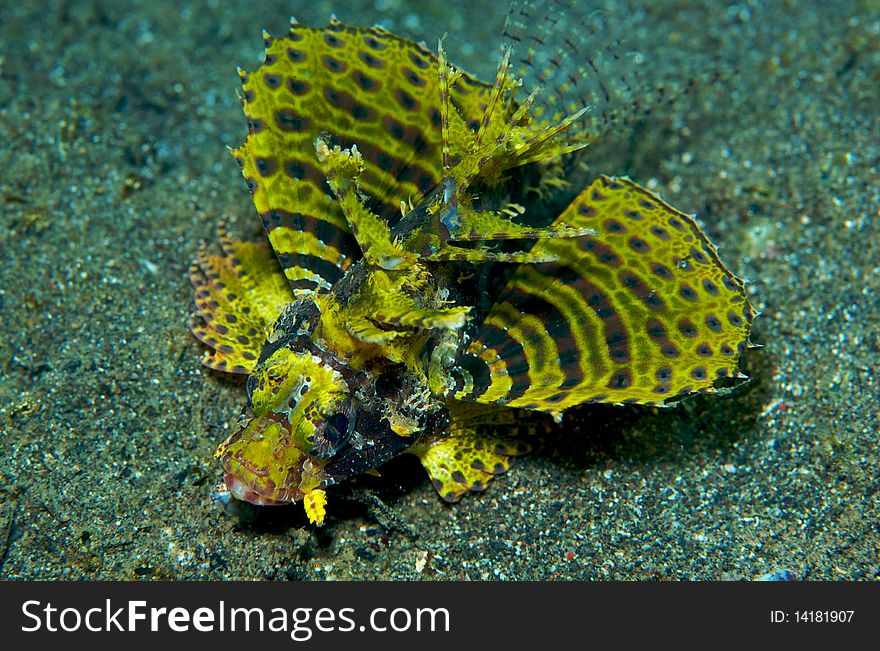 Colorful Fire Fish in Indonesia. Colorful Fire Fish in Indonesia.