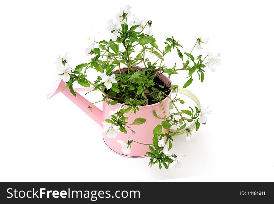 A flowering plant isolated on a white background. A flowering plant isolated on a white background