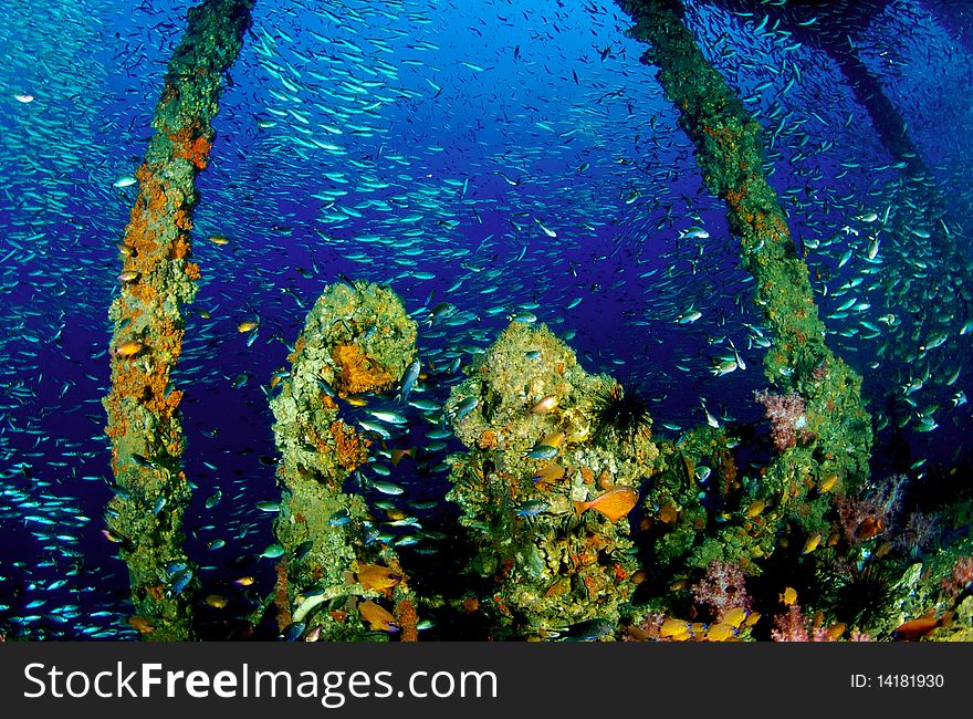 King Cruiser Wreck, PP Island, Thailand