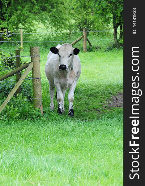 Shot of a white dairy cow in a field. Shot of a white dairy cow in a field