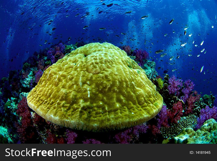 Coral Reef, Similan National Park, Thailand