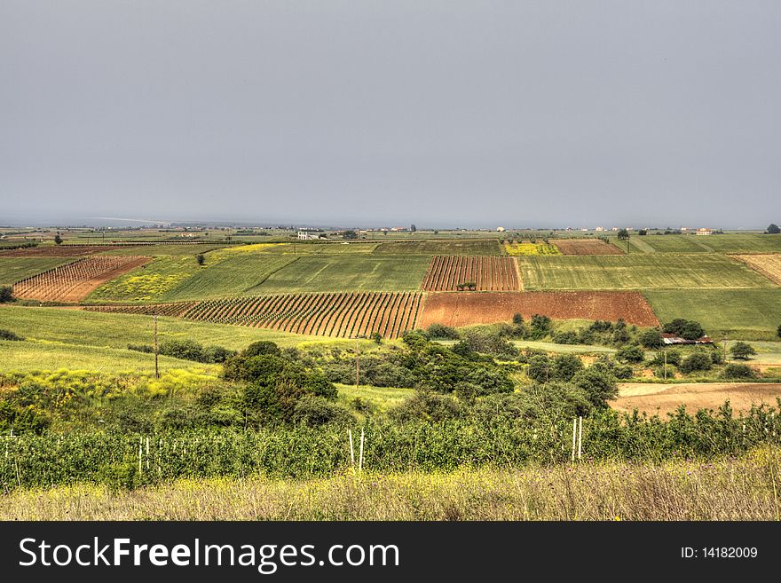 Wheat Fields