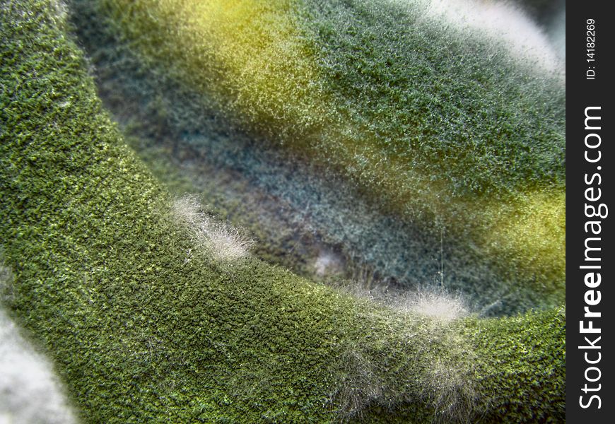 Macro shot of colored mould. Macro shot of colored mould