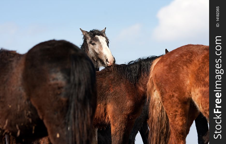 Grazing herd of wild horses