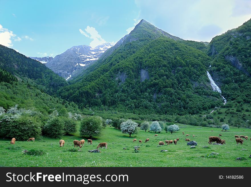 A herd of cows in mountain.