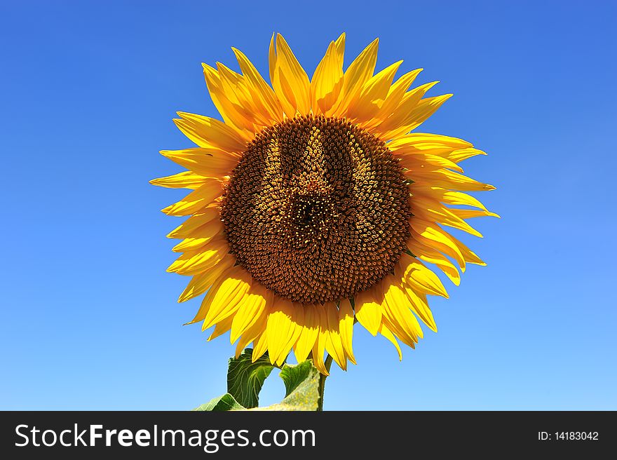 A sunflower alone and isolated. A sunflower alone and isolated