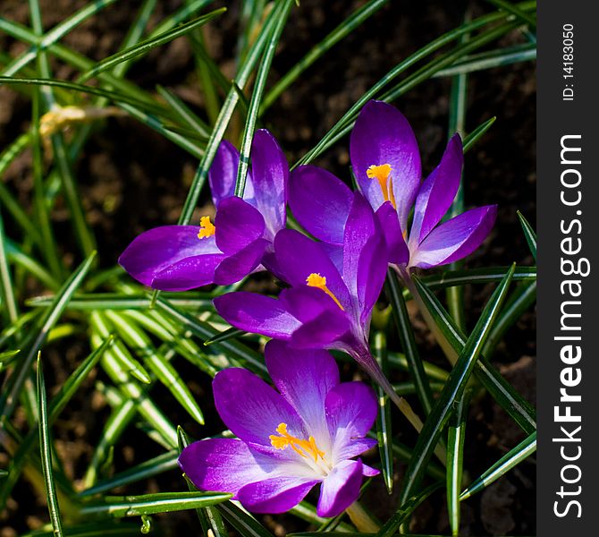 Beautiful violet crocuses closeup. background