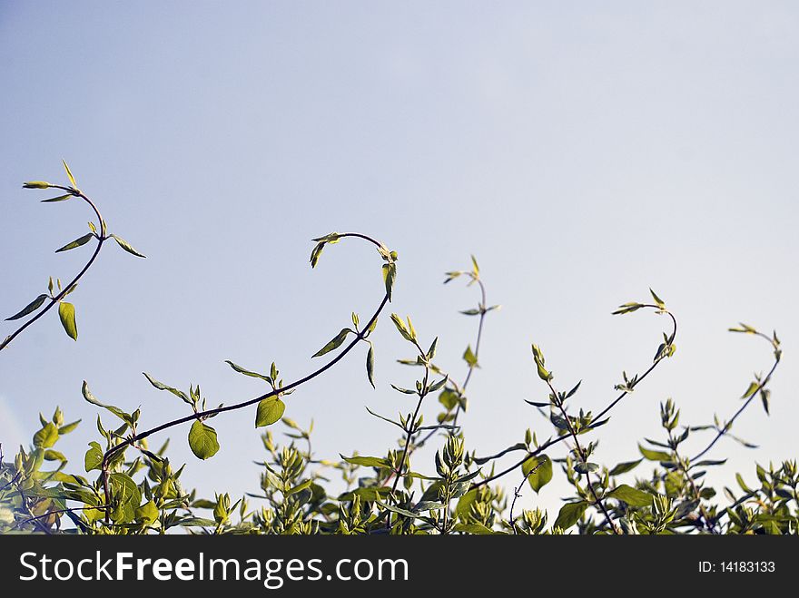 Small leaf green plant curling and reaching towards the sun, pale blue shy. Plant forms a frame edge.