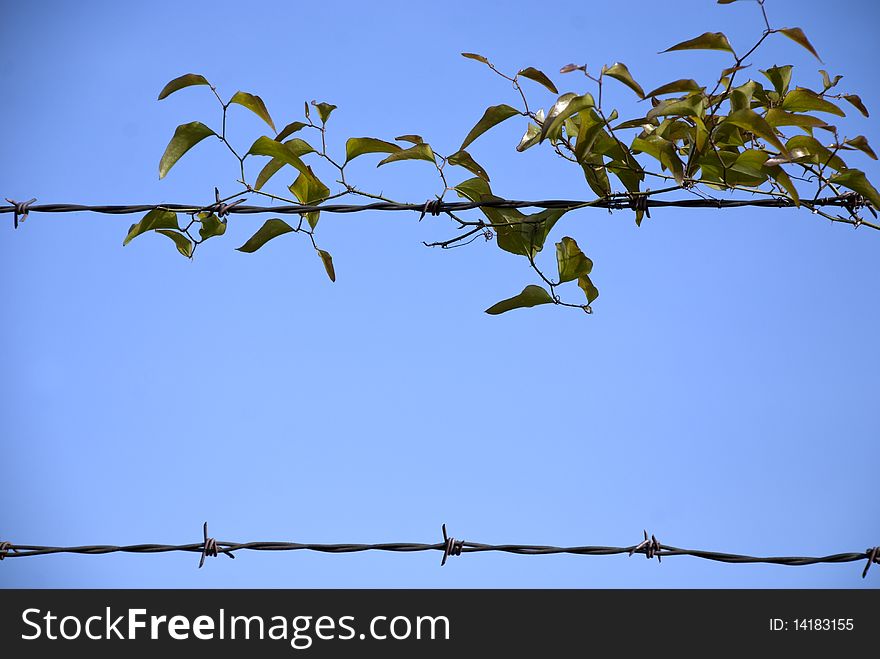 Leaf barbed wire border