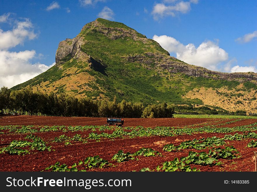 View on a pumpkins field with the Corps de Garde Mountain at the background in mauritius