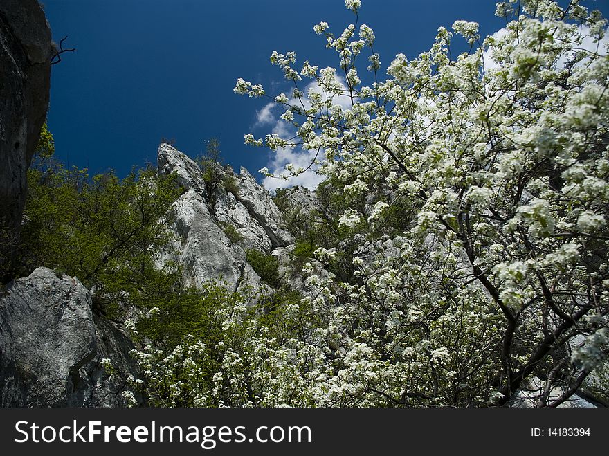 Trees blossoming in spring on mountains