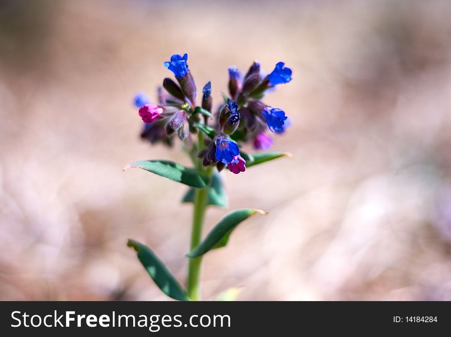 Spring young blue flowers