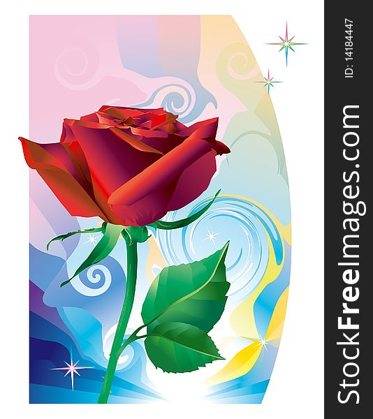 Red rose for postcard, for design. Red rose for postcard, for design