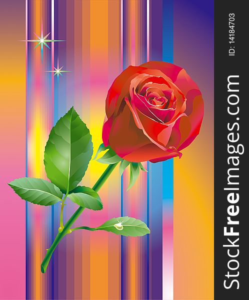 Red_rose_flower