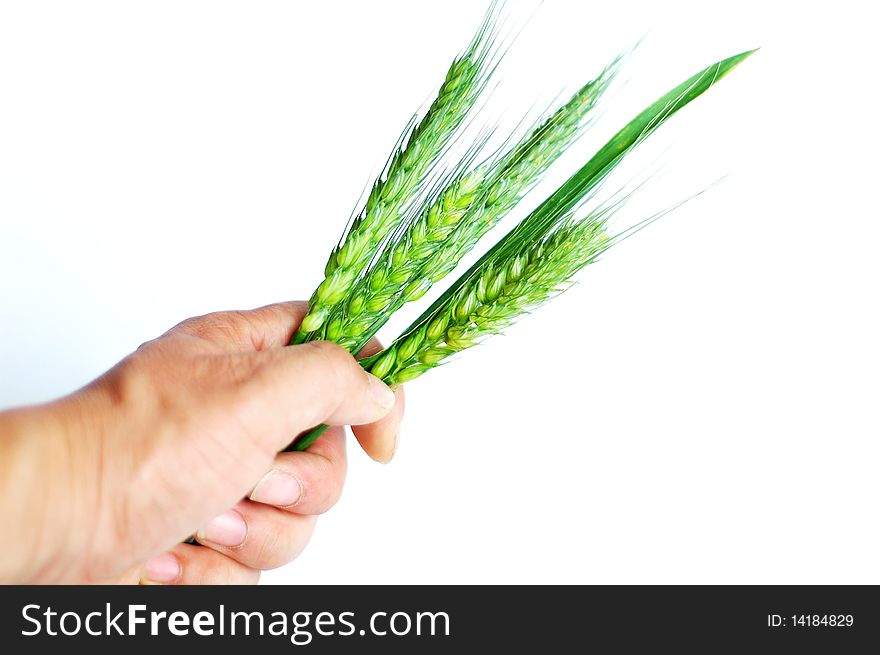 View of green wheat ears in hand