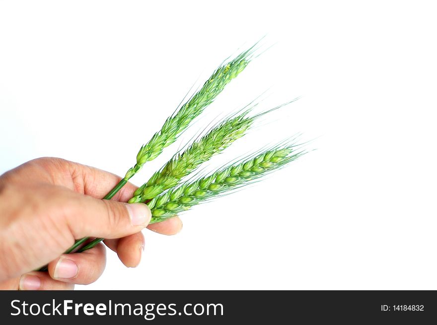 View of green wheat ears in hand isolated on white background