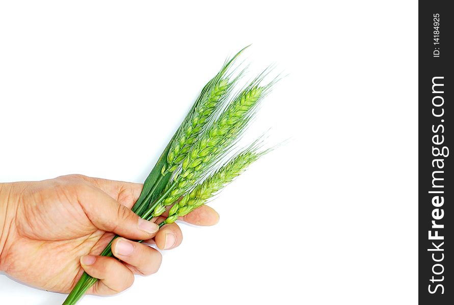 Green wheat ears in hand