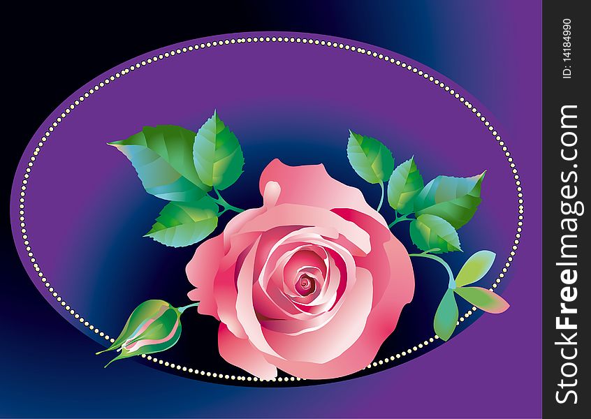 Pink rose for postcard, for design. Pink rose for postcard, for design