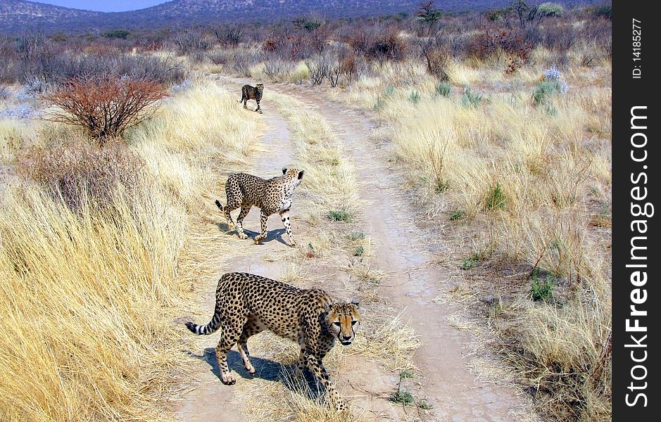 Wild cheetahs near Otjitotongwe farm, Namibia