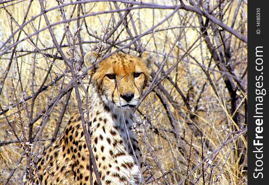 Wild cheetah in the grass near Otjitotongwe farm, Namibia