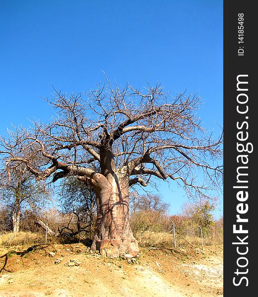 Large baobab tree in northern Botswana