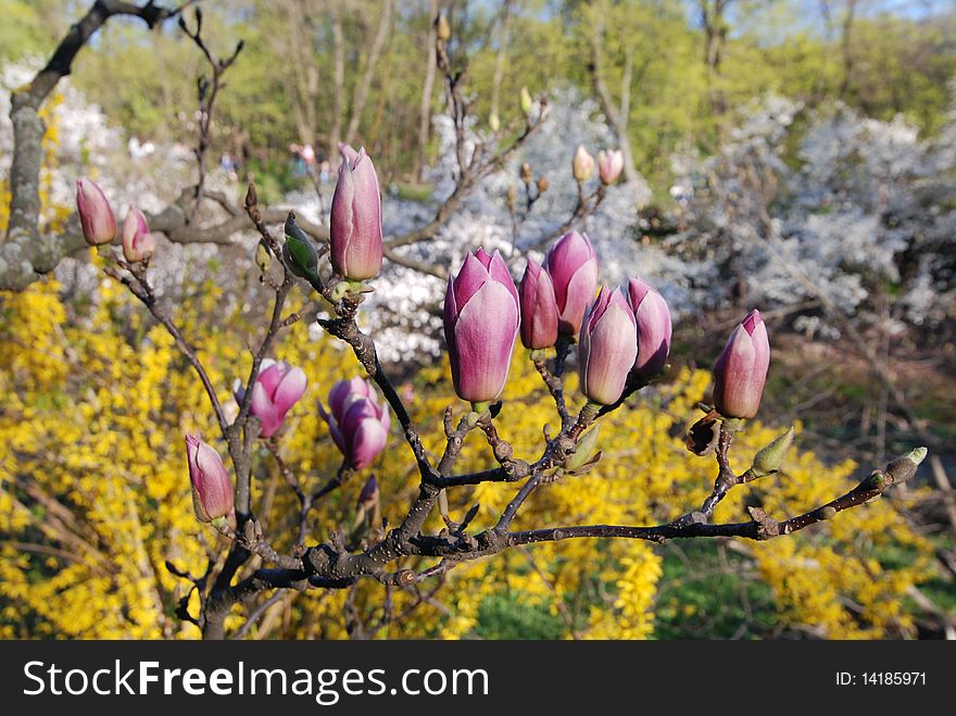 Pink magnolia buds, spring flowers