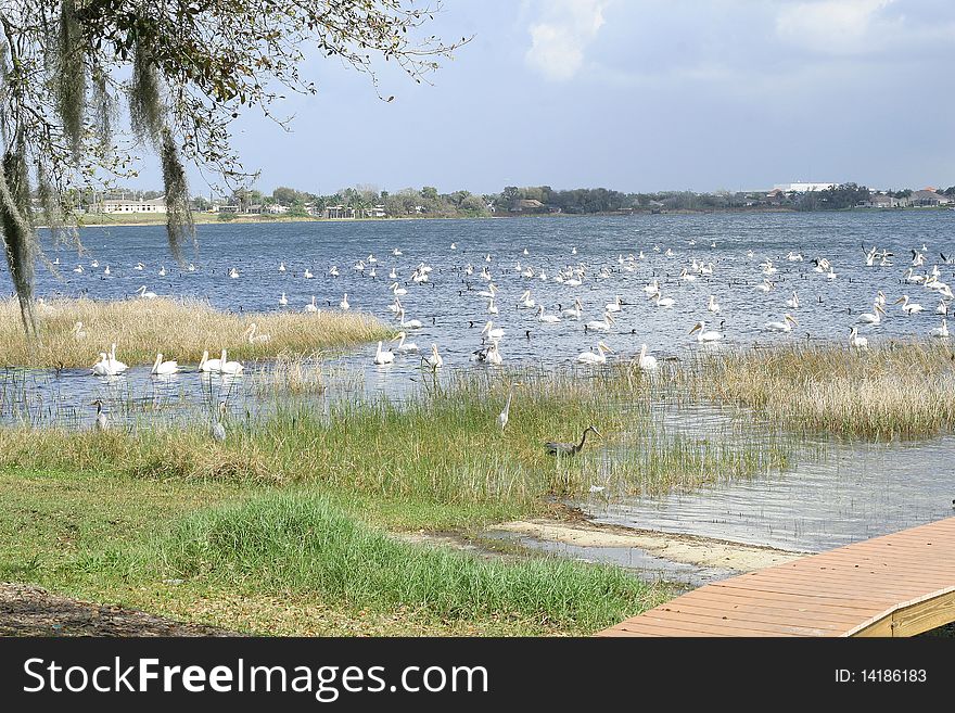 Shot of birds in the water