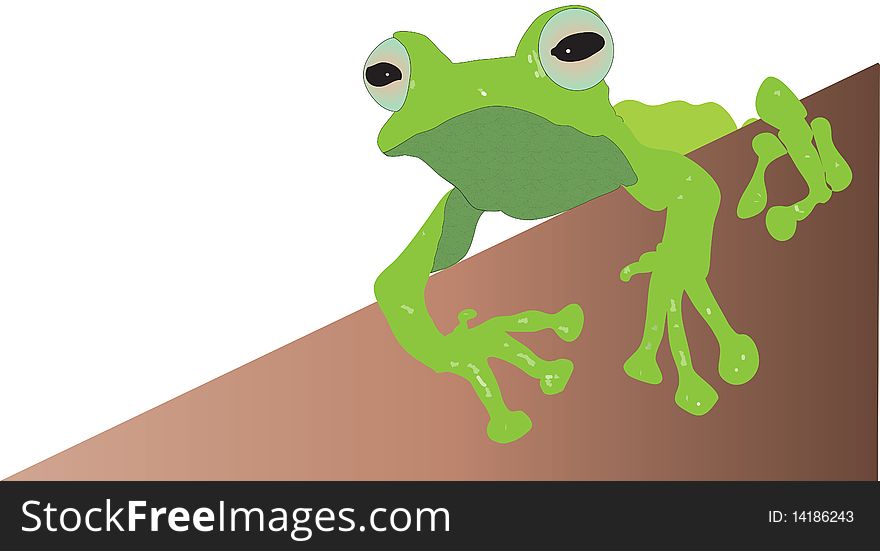 Tropical tree frog