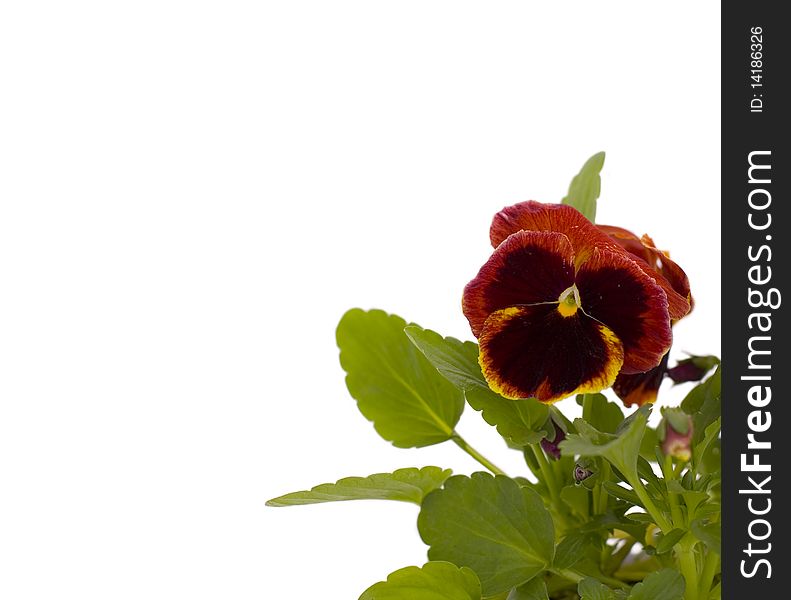 A flower on a white background